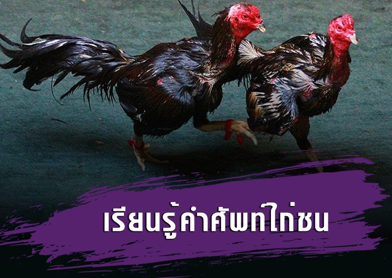 เรียนรู้คำศัพท์ไก่ชน