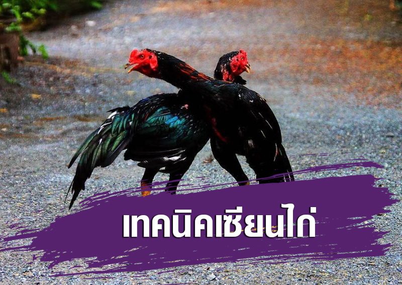 ศัตรูตัวฉกาจของไก่ชน