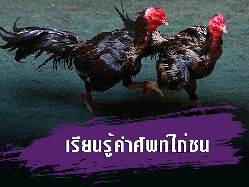 เรียนรู้คำศัพท์ไก่ชน