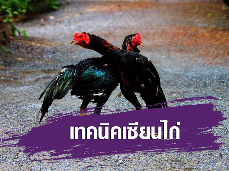 ศัตรูตัวฉกาจของไก่ชน